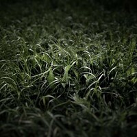 Organic Field Photography Image 2