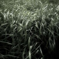 Organic Field Photography Image 7