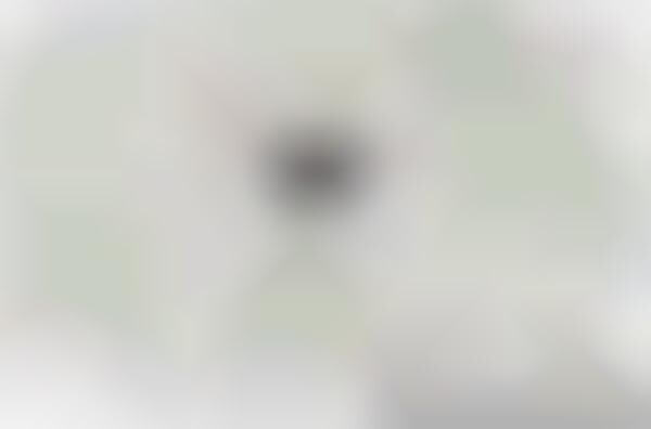 Sports Fanatic Flowcharts : What NFL Team Should