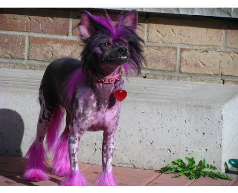 55 Funky Dye Jobs