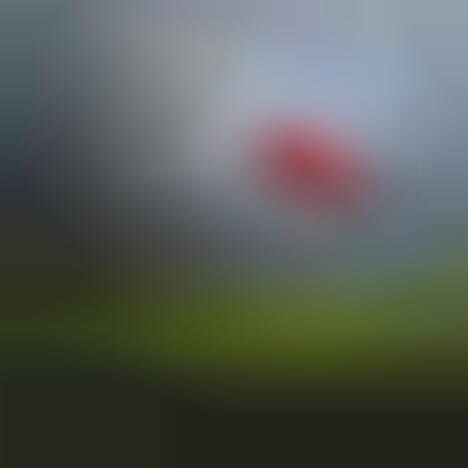 Abandoned Roadside Photography