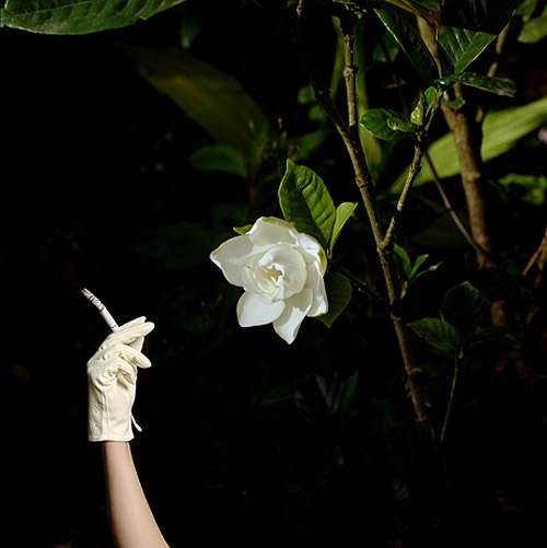 Wilting Woodland Photography