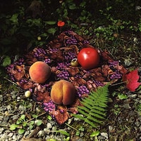 Wilting Woodland Photography Image 5