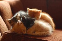 Adorable Feline Adoption Sites