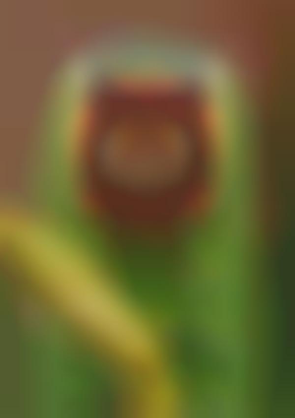 Uncomfortably Close Insectography