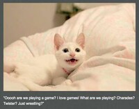 Perverted Pet Photoblogs Image 3