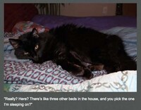 Perverted Pet Photoblogs Image 4