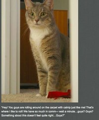 Perverted Pet Photoblogs Image 5