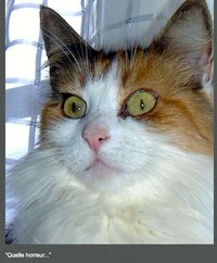 Perverted Pet Photoblogs Image 8