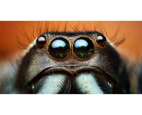 20 Creepy-Crawly Insect Captures