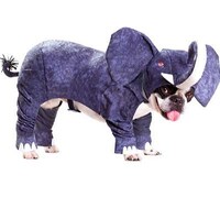 Canine Cosplay Image 6