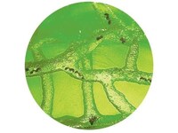 Luminescent Insect Farms Image 2