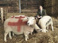 Sheepvertising Sports Stunts