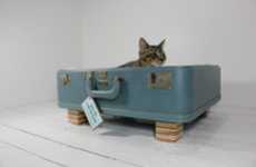 Luggage Kitty Pads