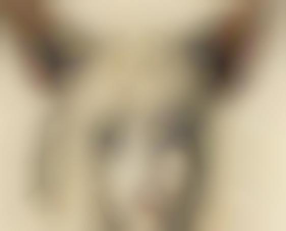 Vulnerable Humanimal Portraits