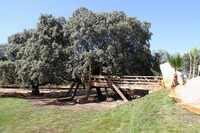 Foliage-Friendly Abodes Image 4