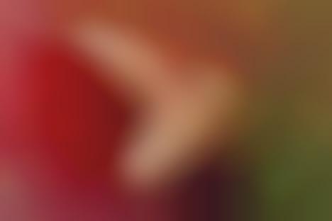 Sequined Field Photography