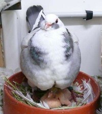Condensed Avian Creams Image 2