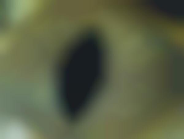 Wild Wide-Eyed Encounters