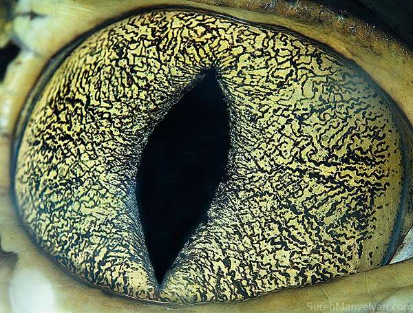 Wild Wide-Eyed Encounters