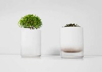 Dehydrated Flower Pots Image 6
