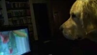 Pet-Attracting Advertising Image 2