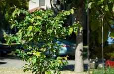Dainty Yard Dioramas