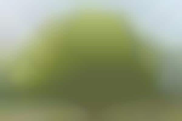Multi-Layered Tree Photography