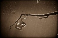 Haunting Underwater Photography Image 3