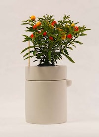 Contemporary Fruit Containers Image 4