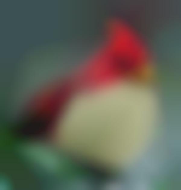 Hyper-Real Raging Avians