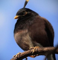 Hyper-Real Raging Avians Image 4