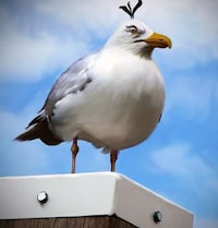 Hyper-Real Raging Avians Image 6