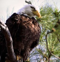 Hyper-Real Raging Avians Image 7