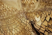 Recycled Reptilian Fashion Image 2