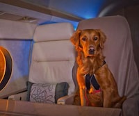 Pet-Approved Aviation Image 2