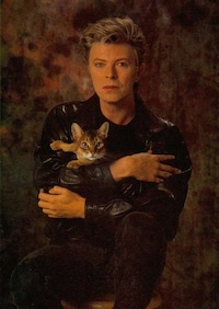 Famous Kitty-Toting Blogs Image 2