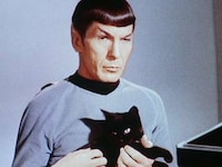 Famous Kitty-Toting Blogs Image 3