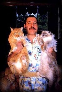 Famous Kitty-Toting Blogs Image 7
