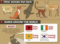Loudmouth Pooch Infographics Image 2