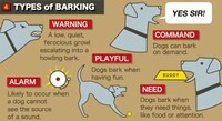 Loudmouth Pooch Infographics Image 3