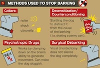Loudmouth Pooch Infographics Image 4