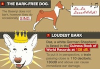 Loudmouth Pooch Infographics Image 5