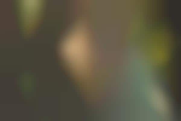 Trippy Tropical Catalogs