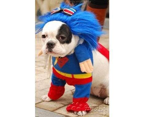 44 Kooky Pet Costumes