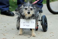 Protesting Pooch Portraits Image 2