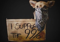 Protesting Pooch Portraits Image 3