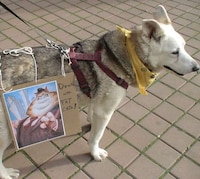 Protesting Pooch Portraits Image 4