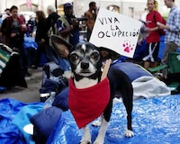Protesting Pooch Portraits Image 5