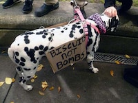 Protesting Pooch Portraits Image 6